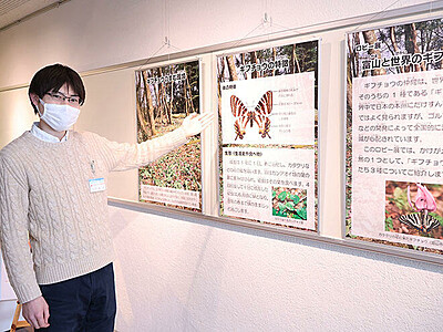 ギフチョウの生態紹介　富山市科学博物館