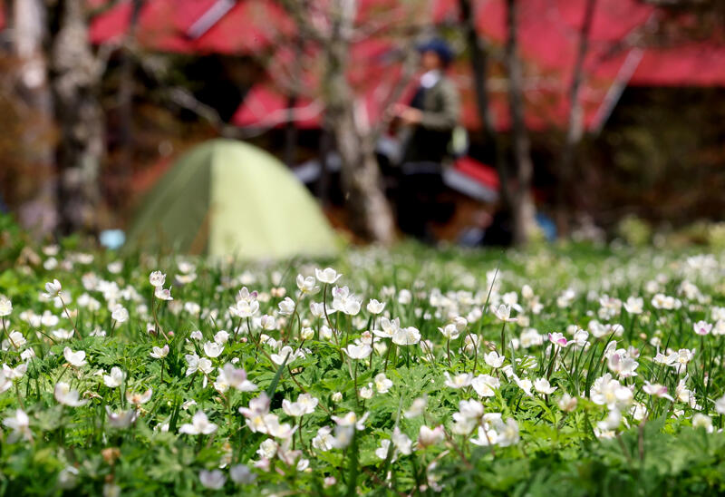 徳沢キャンプ場周辺に広がるニリンソウの群生地で咲く小さな白い花＝１２日午前１１時２２分、松本市安曇