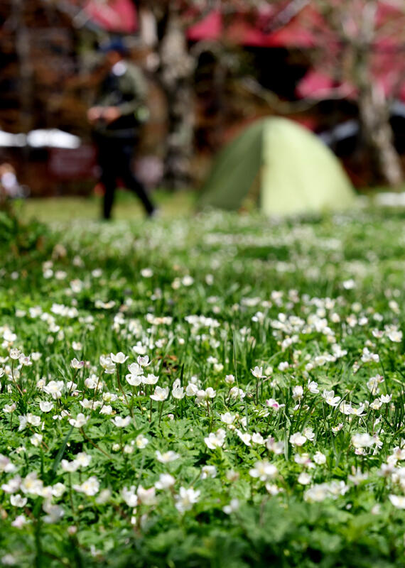 徳沢キャンプ場周辺の群生地で咲くニリンソウ＝１２日午前１１時２３分、松本市安曇