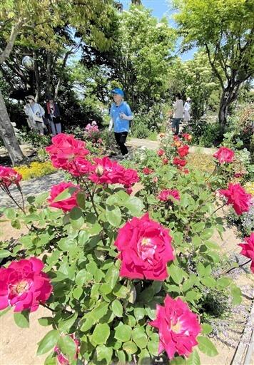 バラが見頃を迎えている園内＝５月１８日、福井県坂井市春江町のゆりの里公園