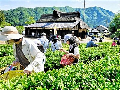 江戸時代から続くご当地茶...「味真野茶」の新芽摘み魅力体感　越前市でイベント
