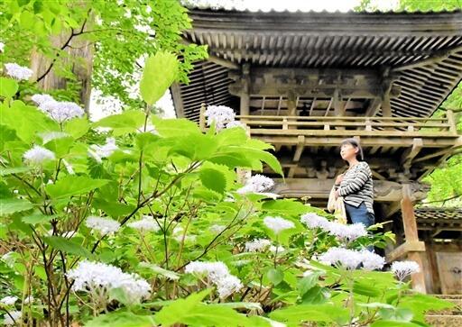 かわいらしい花を咲かせるコアジサイ＝５月２０日、福井県大野市下黒谷の国生山佛性寺