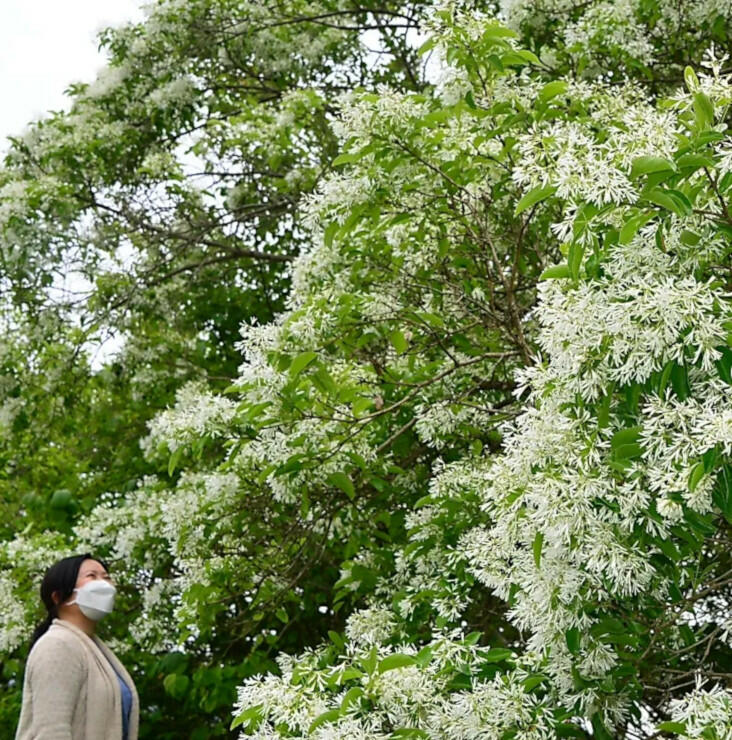 見頃を迎え、白い花を咲かせた「ナンジャモンジャ」＝２５日、茅野市玉川
