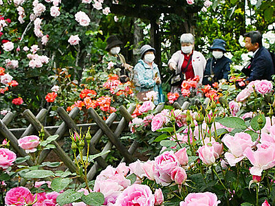 初夏のバラ花盛り　砺波の県花総合センターで６０品種