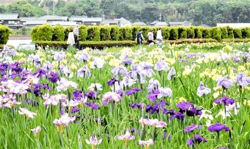 紫や黄色など色鮮やかな花を咲かせるハナショウブ＝６月６日、福井県あわら市北潟の北潟湖畔花菖蒲園