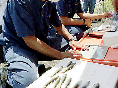 アユすくすく 釣果期待　富山漁協、神通川で成育調査