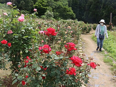彩り気品にあふれ、バラ2700本が咲き誇る・加茂市