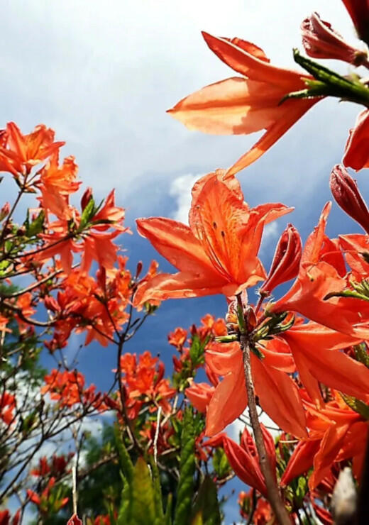 美ケ原高原の群生地で花を咲かせるレンゲツツジ＝７日午後０時６分、松本市
