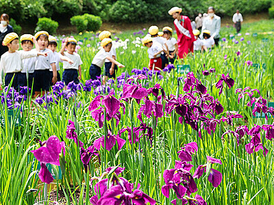 紫・白の花 しっとりと　砺波で花しょうぶ祭り