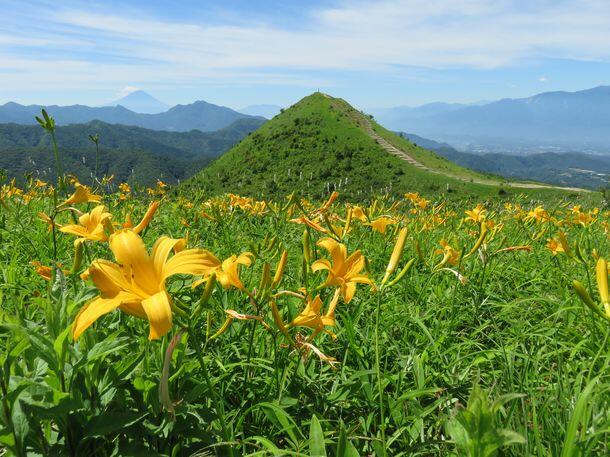 飯盛山（中央）を望む大盛山で咲き誇るニッコウキスゲ＝２０２２年６月（南牧村提供）