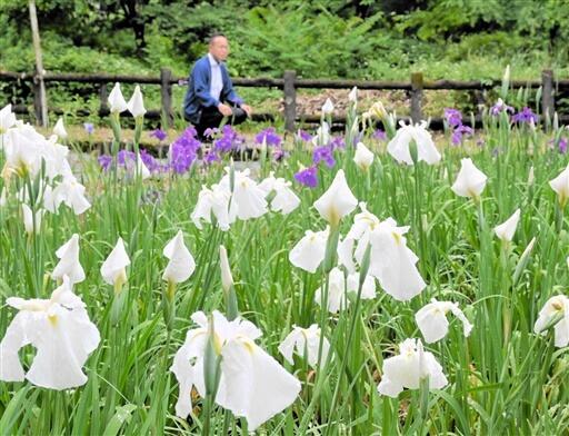 美しい花を咲かせるハナショウブ＝６月１５日、福井県大野市右近次郎の「とねき沢公園」