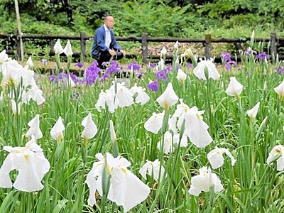 咲き誇るハナショウブ3千株　福井県大野市「とねき沢公園」