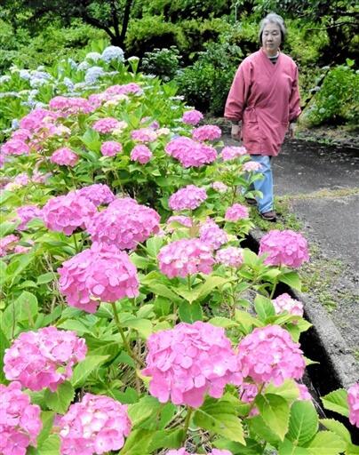 見頃を迎え色鮮やかに咲き誇るアジサイ＝６月１６日、福井県小浜市羽賀の羽賀寺