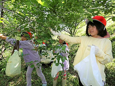 梅の実いくつ取れたかな　木曽町福島小１年生が収穫【動画付き】