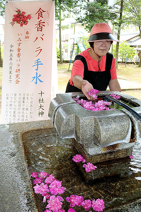 食香バラを入れた手水鉢。本番では水面を埋め尽くすほどの花を浮かべる