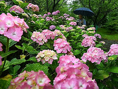 梅雨を彩るピンクと緑　アジサイ、千曲市のお寺や公園で見頃に