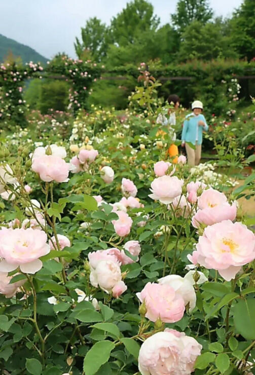 多様なバラが咲き誇る軽井沢レイクガーデン