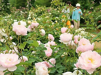 軽井沢レイクガーデンでバラ見頃　代わる代わる花開く３５０種類