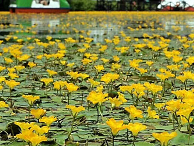 カルガモとの共演も　黄色のアサザの花、見頃迎える　白樺湖畔のミニレマン湖