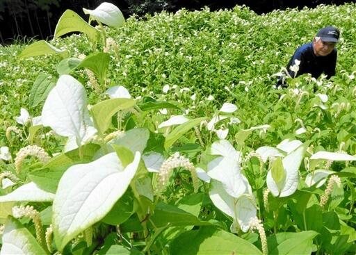 休耕田を白色の葉で彩るハンゲショウ＝６月２９日、福井県高浜町中津海