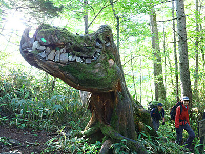 北アルプスで恐竜に会える？　「ゴジラみたいな木」、蝶ケ岳への登山道で人気の撮影スポットに