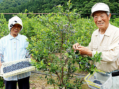 ブルーベリー食べに来て　富山・八尾の農園で摘み取り体験