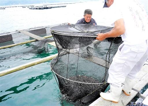 マダイの稚魚をいけすに放つ漁師＝７月３日、福井県敦賀市手