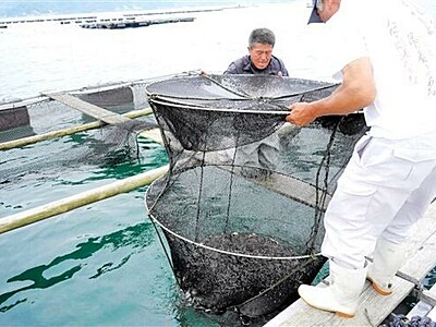 敦賀真鯛　立派に育て　地元漁師が稚魚入荷作業