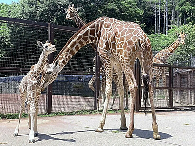 長野・茶臼山動物園にキリン赤ちゃん　「母子ともに健康」