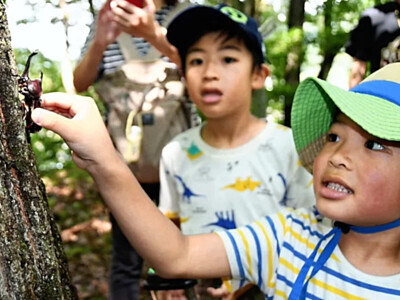 「でっかいカブトムシだ！」　長野市中条の林でイベント　親子連れが歓声