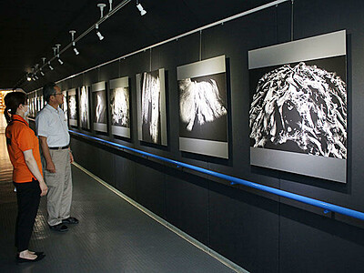 埋没林の神秘捉える　魚津埋没林博物館で写真展