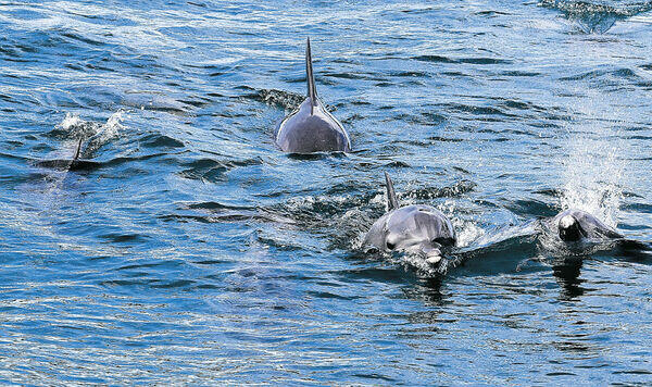 能登島沿岸を悠々と泳ぐイルカの群れ＝２０２０年９月、七尾湾