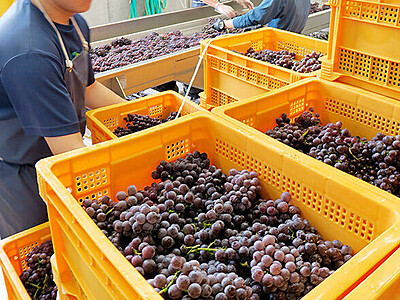 ワインの出来楽しみ　富山県南砺市の「トレボー」で仕込み開始