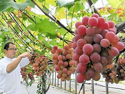 高浜町の特産ブドウ「若狭ふじ」収穫ピーク　猛暑に耐え例年より甘く