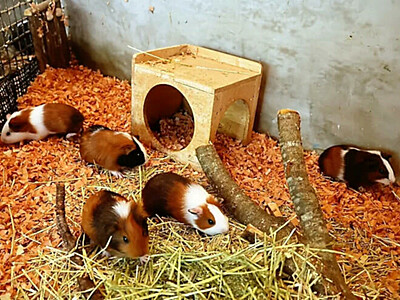 飼育員もびっくり　テンジクネズミに元気な五つ子誕生　飯田市立動物園【動画付き】