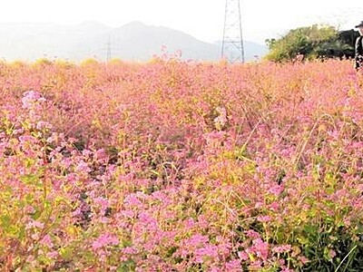 ソバの花見頃、ピンク色鮮やかに　福井県大野市、10月下旬まで