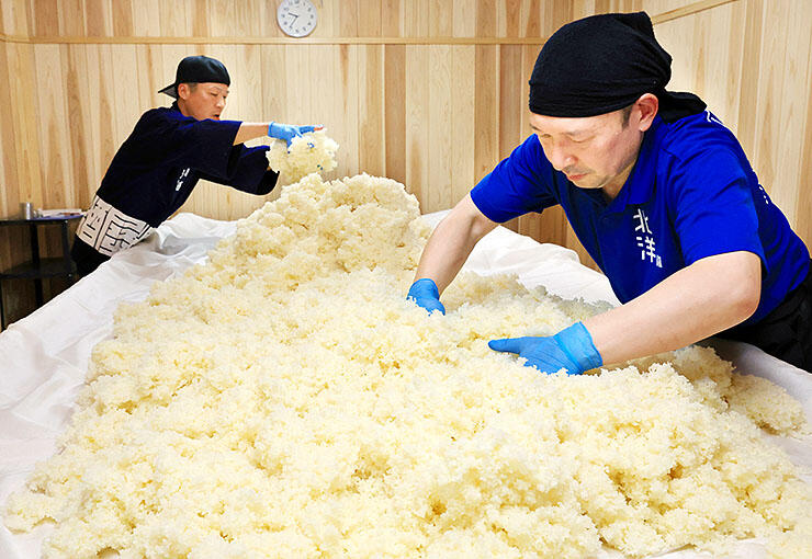 蒸し米にこうじ菌を混ぜ合わせる蔵人ら＝魚津酒造