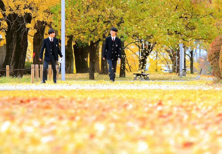 じゅうたんのように広がったイチョウの葉の上を歩く高校生＝６日、松本市美須々