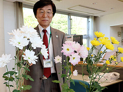 新スプレーギク発表　富山県の南砺市園芸植物園、３品種を２４年販売