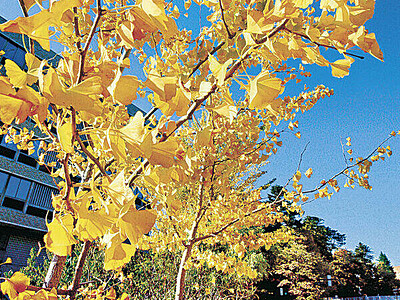 夏日、輝くイチョウ　金沢２５．２度　黄葉を観測