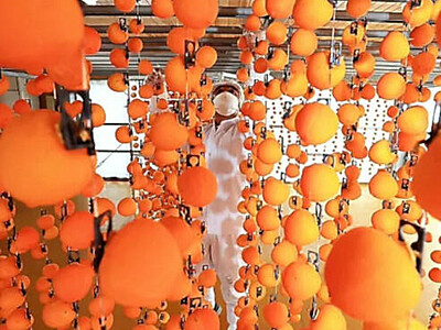 オレンジ色に染まる柿すだれ　飯田下伊那特産の「市田柿」作りがピーク　【動画付き】