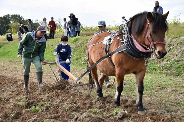 木曽馬を使って馬耕を体験する小学生ら＝愛知県東郷町