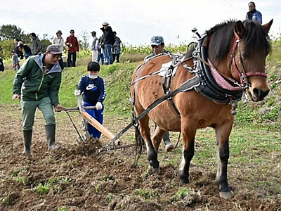 木曽馬「出張」、愛知県で馬耕　馬と人の関係、身近に感じる体験会　名古屋大の農場で