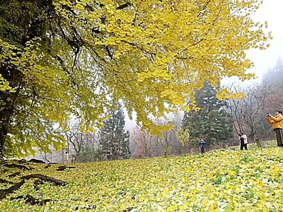 黄色のじゅうたん　「神戸のイチョウ」色づく、樹齢700年　飯山市の県天然記念物
