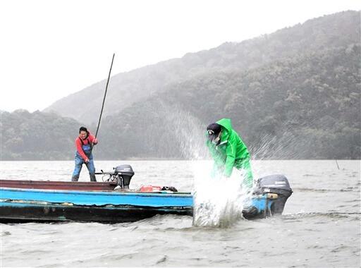 青竹で湖面をたたき、魚を網に追い込む漁師たち＝１２月３日、福井県若狭町の三方湖