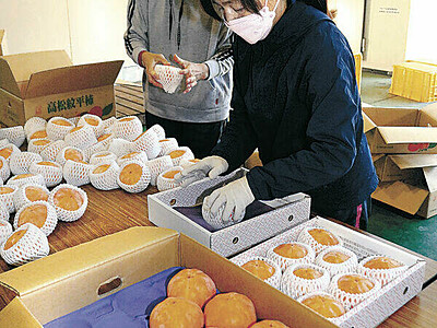 氷温貯蔵で冬もおいしく　 ＪＡ石川かほくの高松紋平柿　新設備で「旬」長く