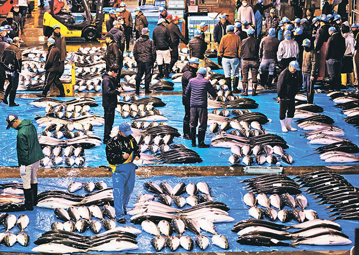水揚げされ競り場に並んだブリ＝７日午前７時ごろ、氷見魚市場