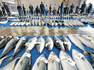 十数年「ブリ」豊漁　石川県内２７５０本水揚げ　今季最多
