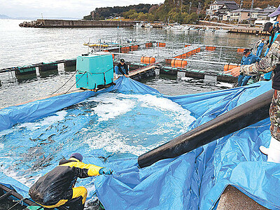 サーモン養殖３年目、稚魚倍増９５００匹　氷見・宇波浦漁業組合「名物に」、２４年５月出荷