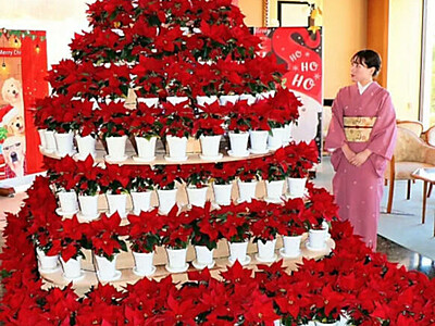 旅館のXマス彩る花のタワー　350鉢で高さ2.5メートル「水やり大変...でも雰囲気楽しんで」　松本市